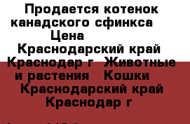 Продается котенок канадского сфинкса.  › Цена ­ 7 000 - Краснодарский край, Краснодар г. Животные и растения » Кошки   . Краснодарский край,Краснодар г.